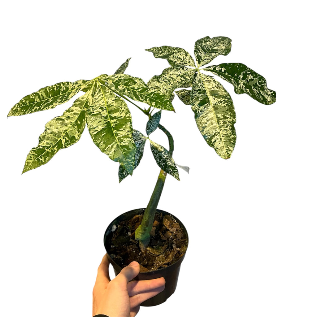 money tree evergreen way Money Tree (Pachira aquatica) “Milky Way” VARIEGATED