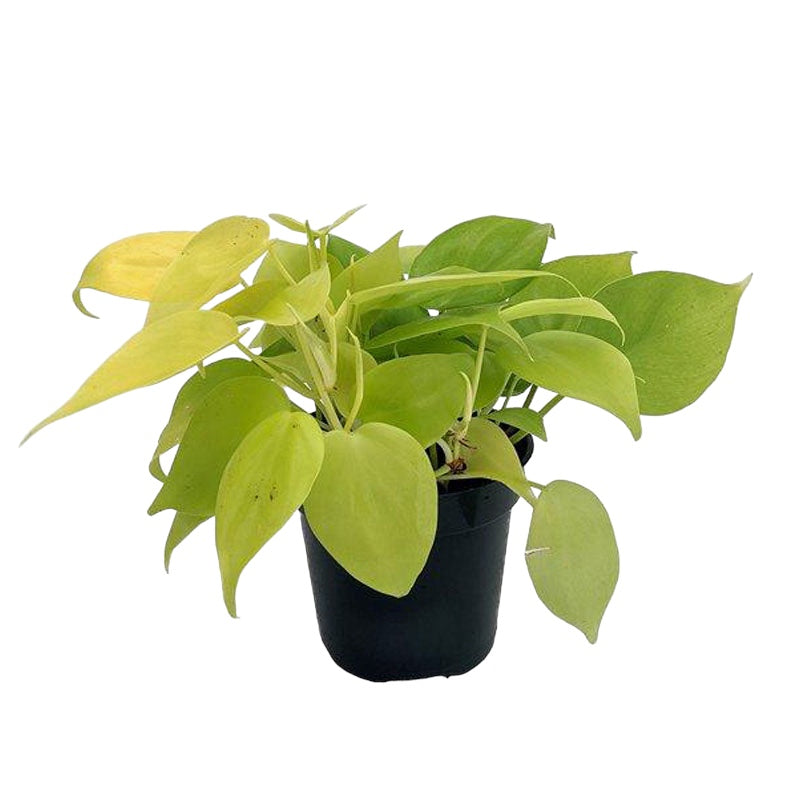 cordatum vs pothos Philodendron cordatum 'Lemon' (Low Light Tolerant) 6” pot