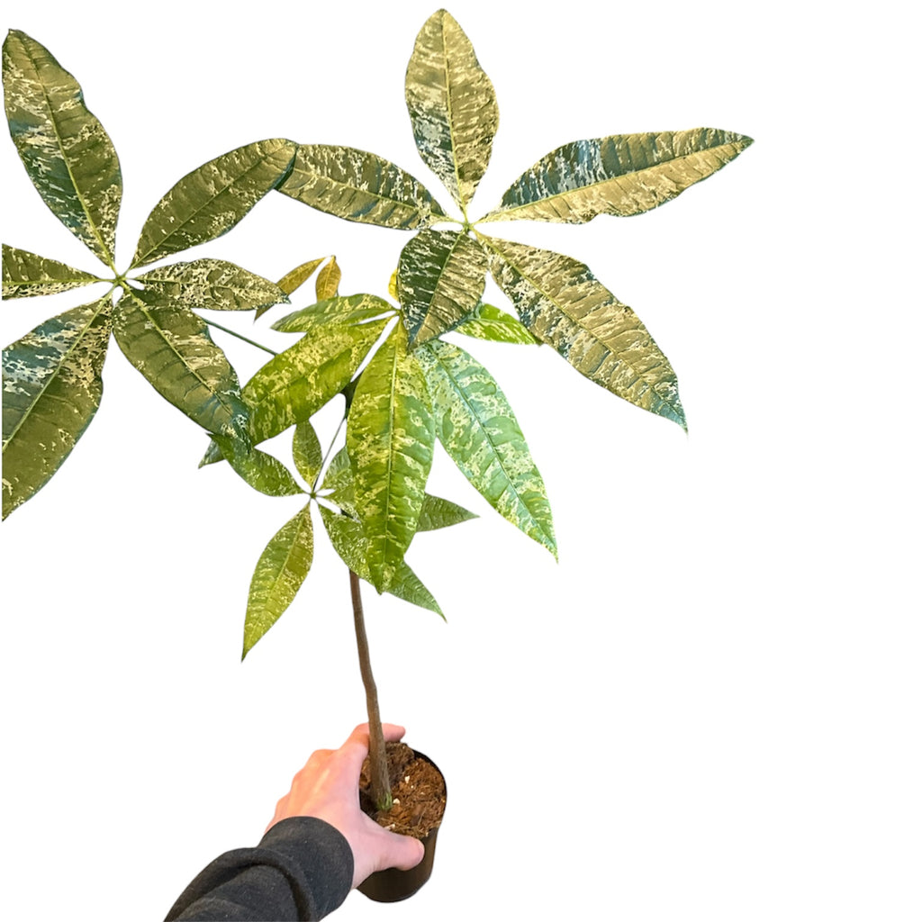 varigated money tree Money Tree (Pachira aquatica) “Milky Way” VARIEGATED – Planted