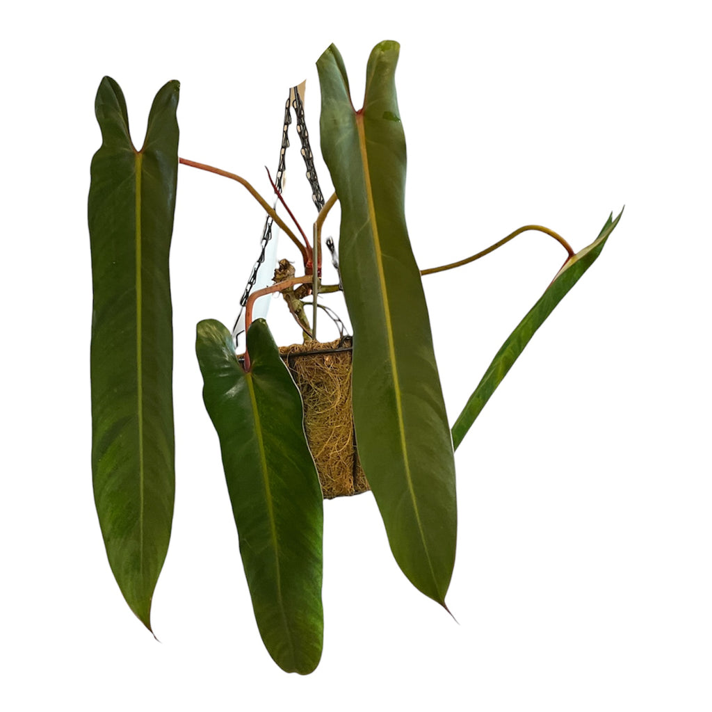 philodendron spiritus sancti ebay Philodendron Spiritus Sancti – Planted