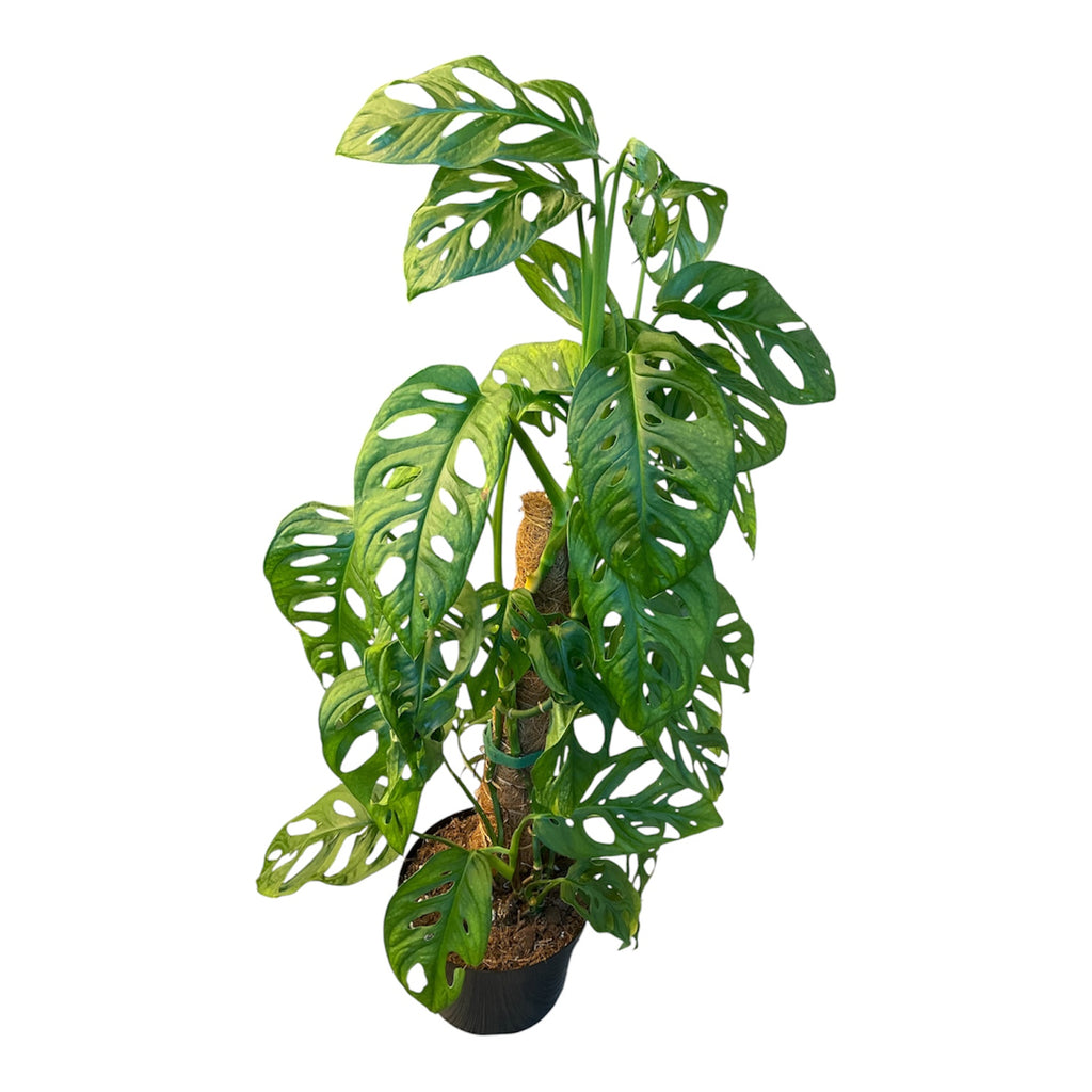 little swiss monstera adansonii Monstera adansonii (Swiss Cheese Plant) – Planted