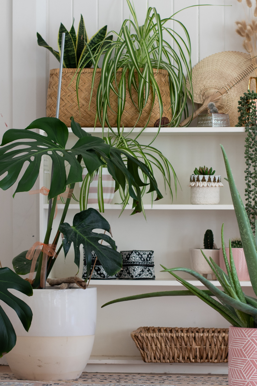 Indoor plants on a shelf with a neutral background