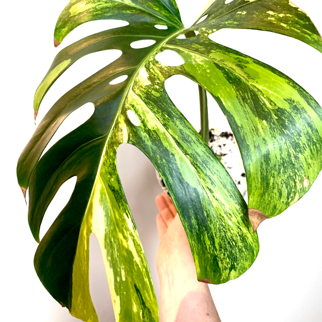Monstera deliciosa aurea variegata – Planted