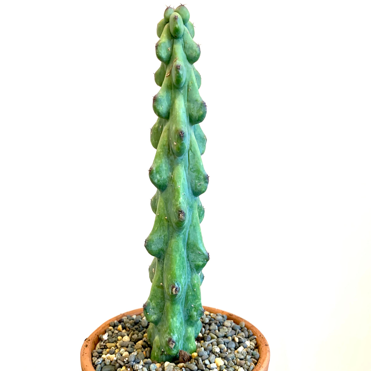 Myrtillocactus geometrizans BOOB cactus  Planted.