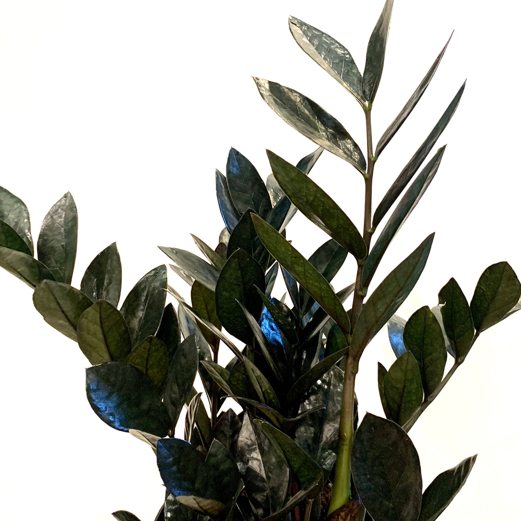 super nova zz plant ZZ 'Raven'/Super Nova – Planted