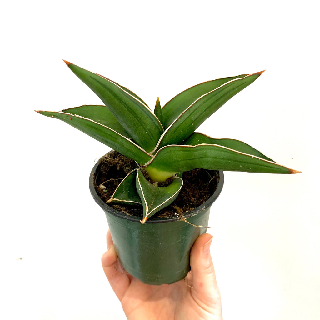 sansevieria ehrenbergii for sale Dracaena/Sansevieria ehrenbergii 'Dwarf Samurai' – Planted